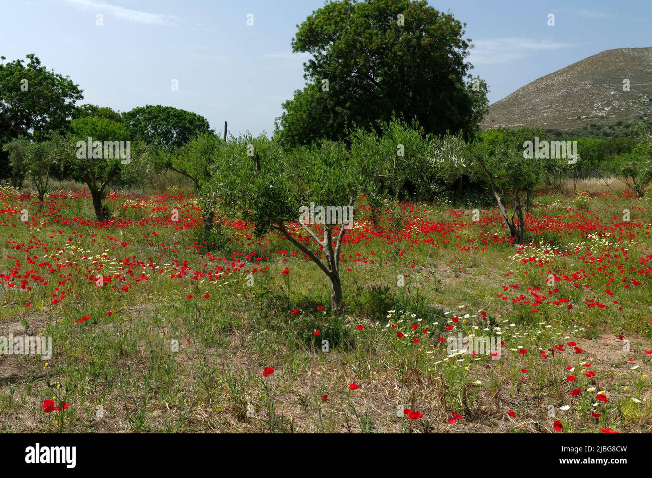 Spring wild poppies in olive grove, Tilos island, Greece, May 2022 ...