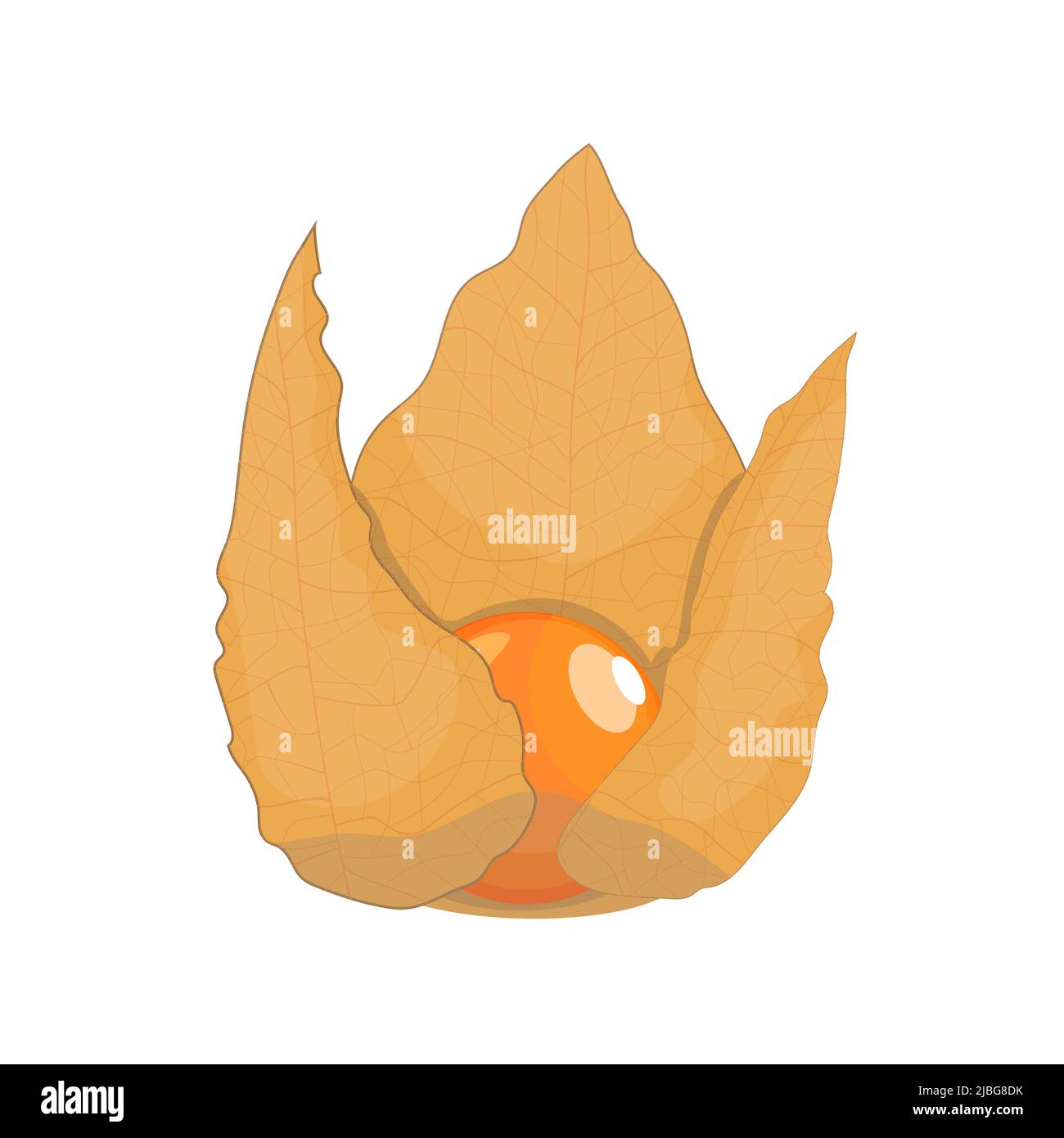 Dry physalis berry, flat style vector illustration isolated on white ...