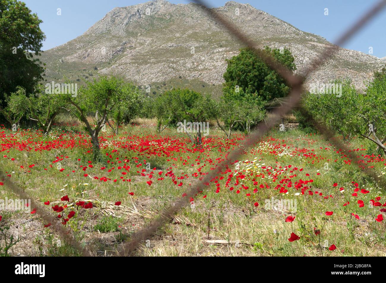 Spring wild poppies in olive grove, Tilos island, Greece, May 2022 ...