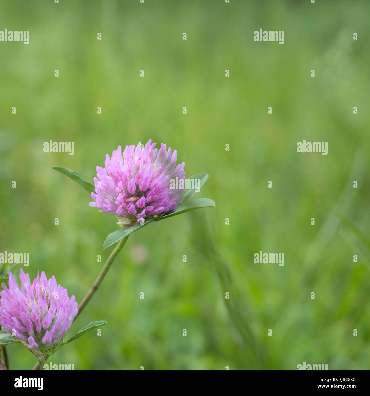 Pink clover flower in a meadow in spring, green grass background Stock