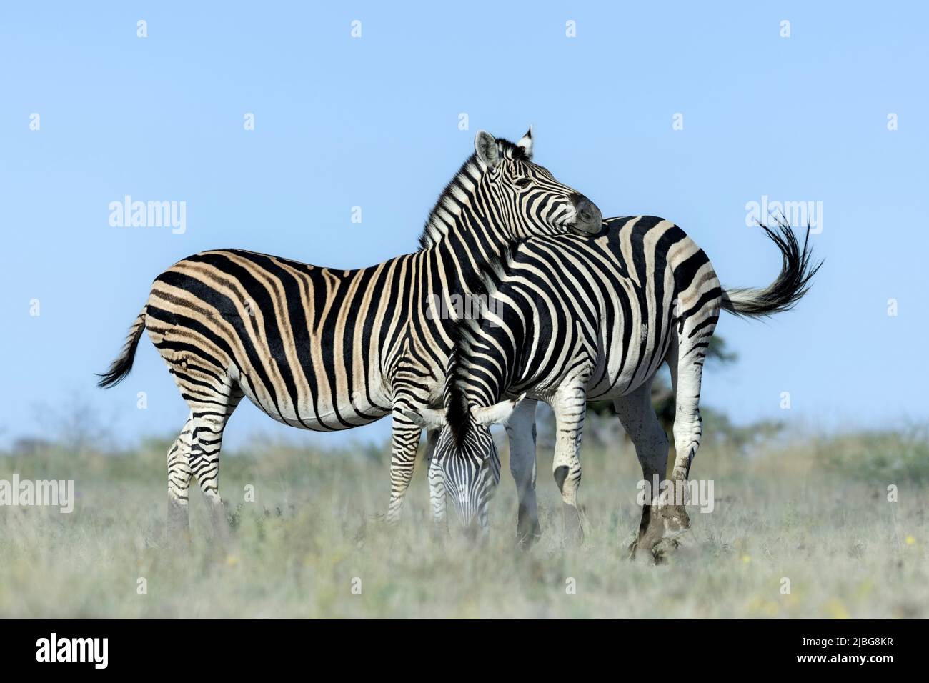 Zebra in kalahari smiling playing with Acacia backdrop in grassland savannah Stock Photo