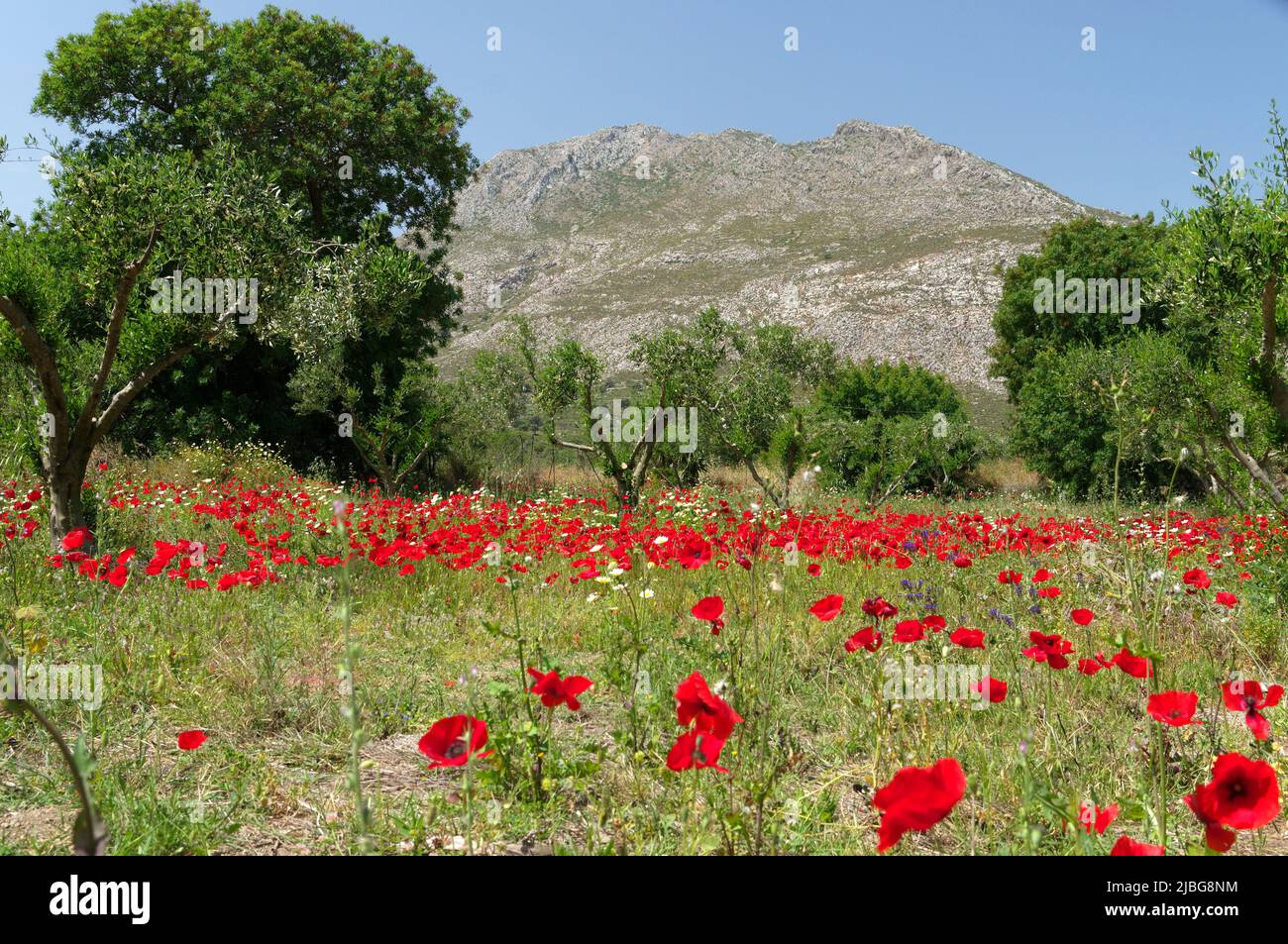 Spring wild poppies in olive grove, Tilos island, Greece, May 2022 ...