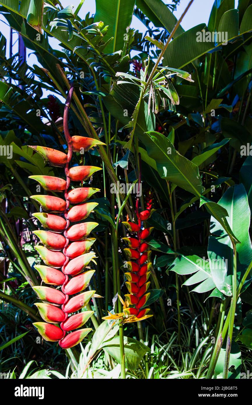 Costa Rica, Central America. Alajuela Tropical plants, Lobster Claw