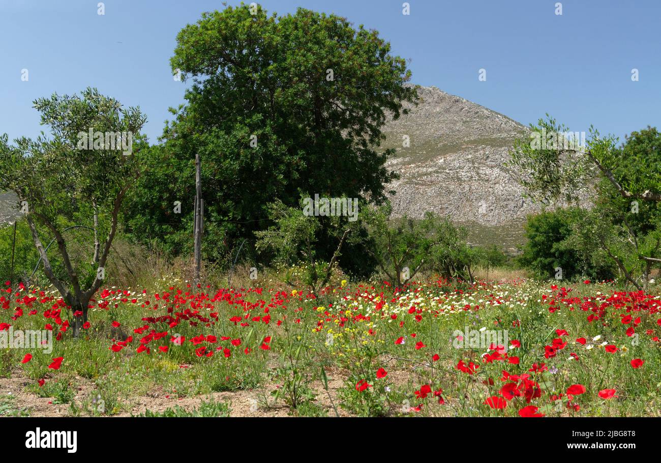 Spring wild poppies in olive grove, Tilos island, Greece, May 2022 ...