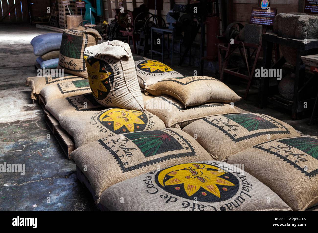 Costa Rica, Central America. Alajuela Doka Coffee Estate, Bags of