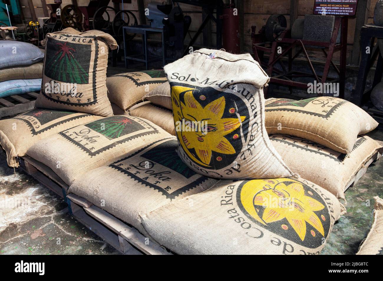 Costa Rica, Central America. Alajuela Doka Coffee Estate, Bags of