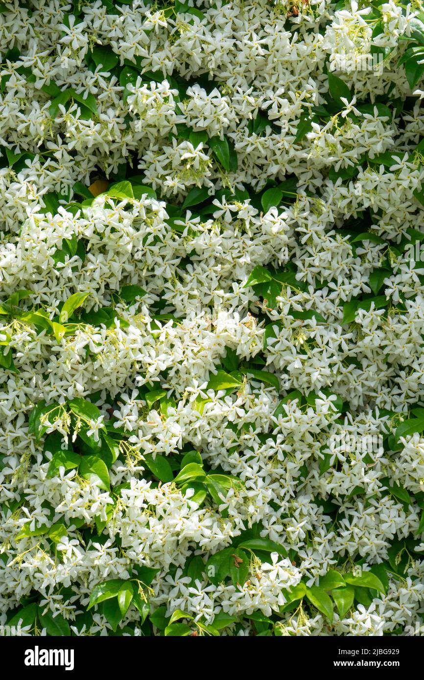 Beauty of flora documentation hi-res stock photography and images - Alamy
