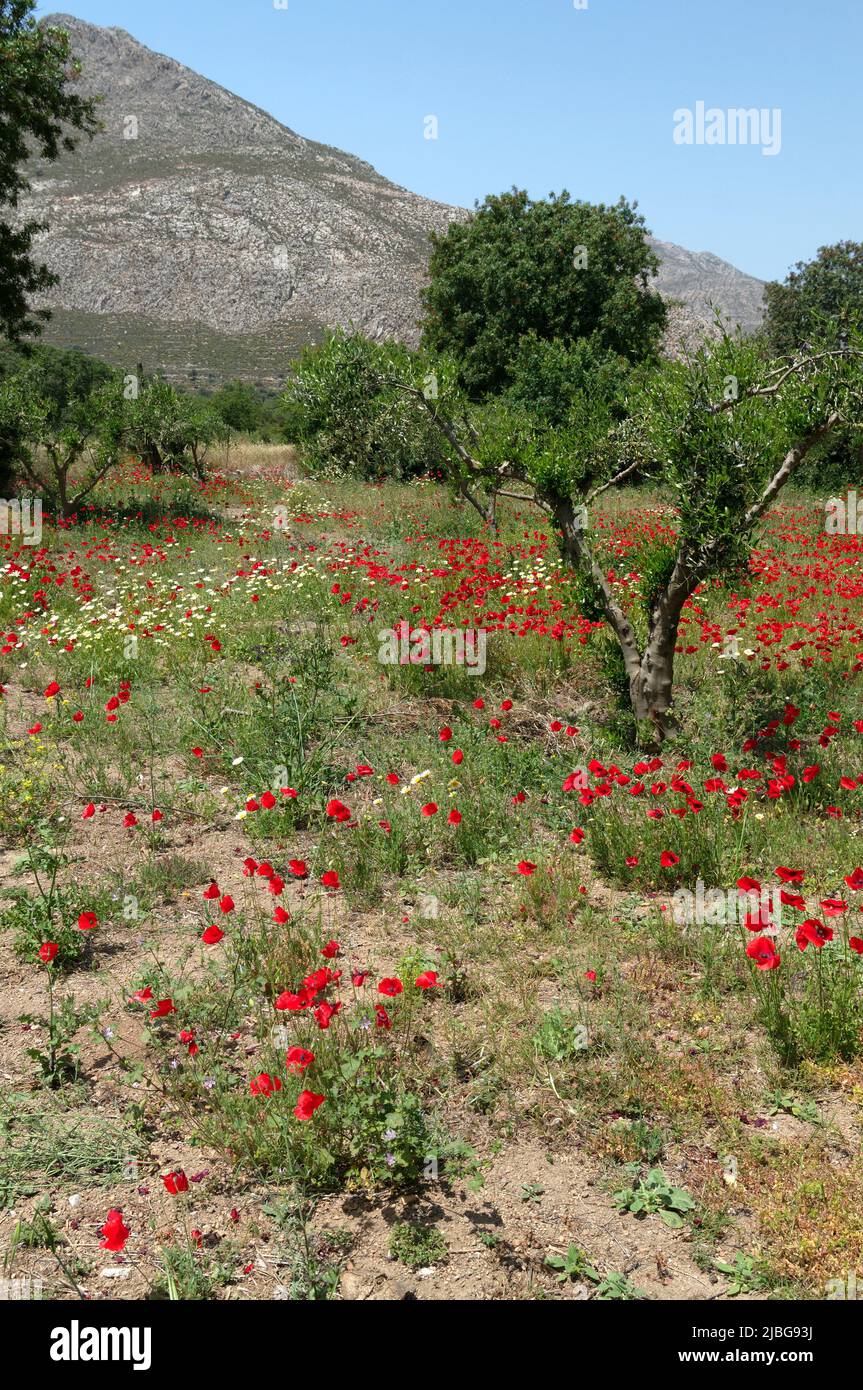 Spring wild poppies in olive grove, Tilos island, Greece, May 2022 ...