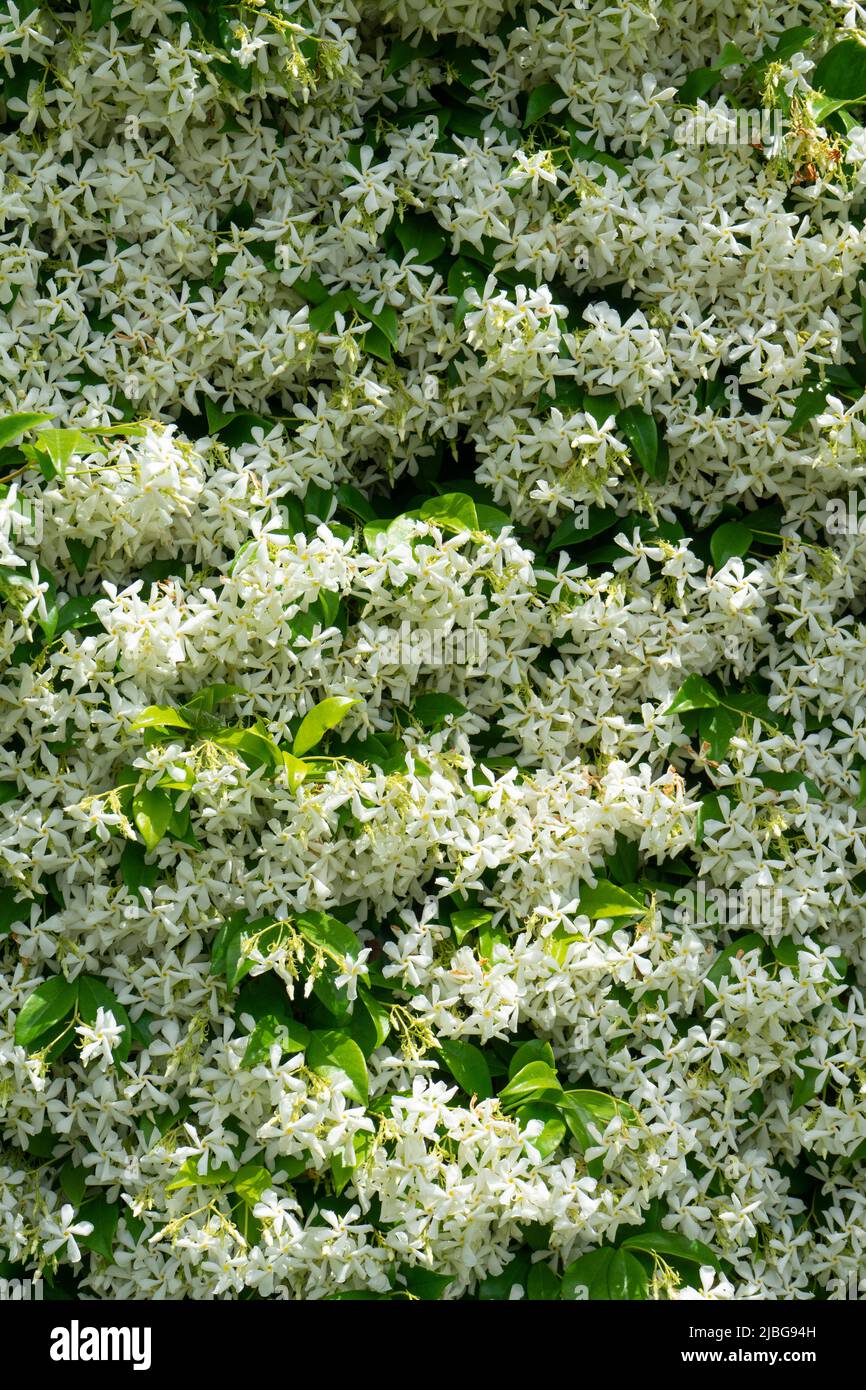 Photographic documentation of a jasmine hedge in full bloom in the