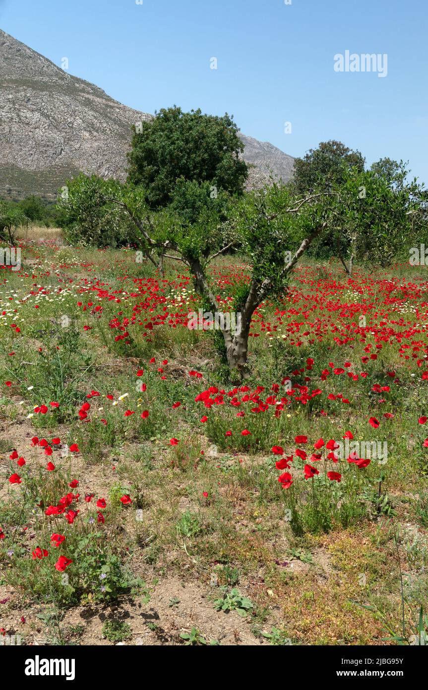 Spring wild poppies in olive grove, Tilos island, Greece, May 2022 ...