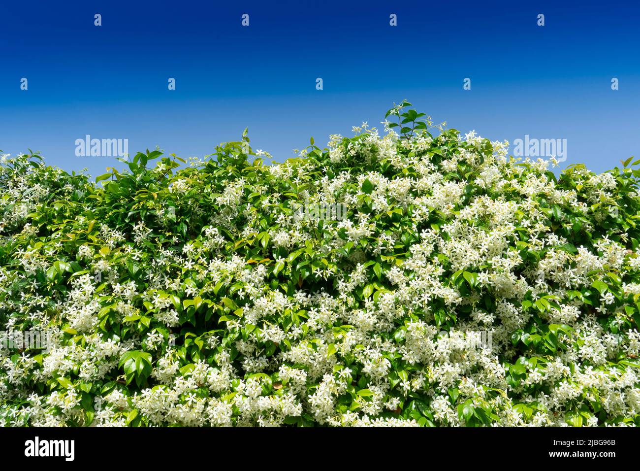 Jasmine hedge hires stock photography and images Alamy