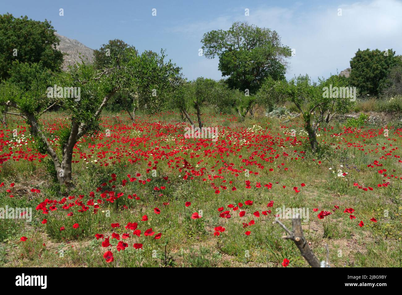 Spring wild poppies in olive grove, Tilos island, Greece, May 2022 Stock Photo