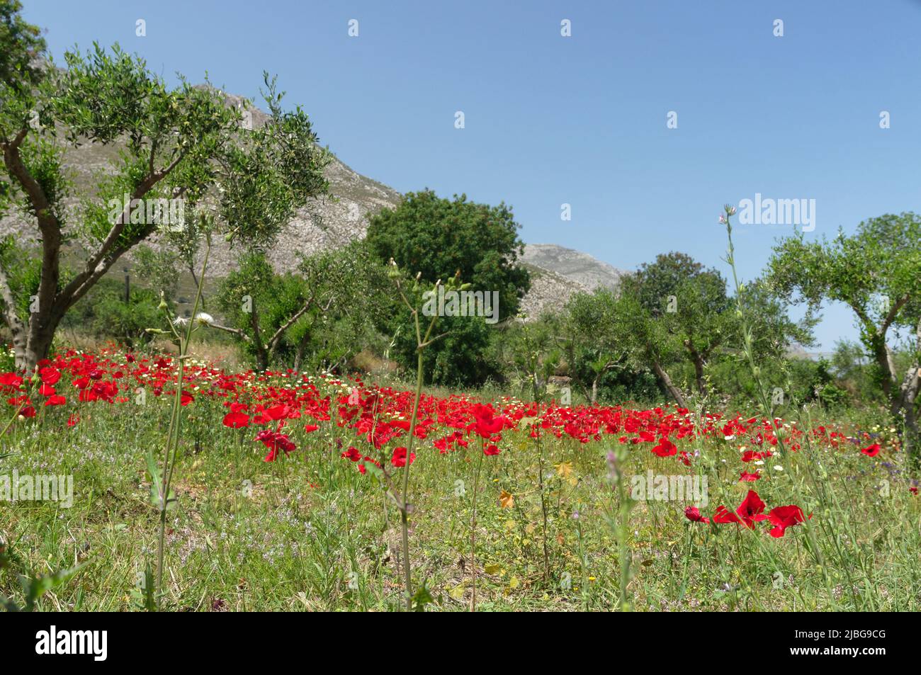 Spring wild poppies in olive grove, Tilos island, Greece, May 2022 Stock Photo