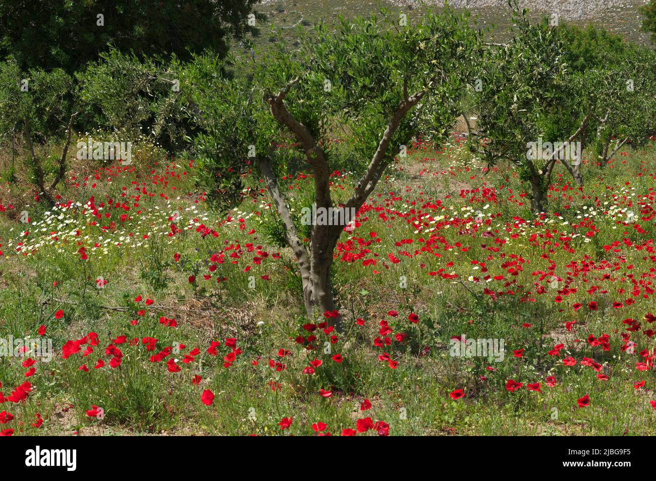 Spring wild poppies in olive grove, Tilos island, Greece, May 2022 ...