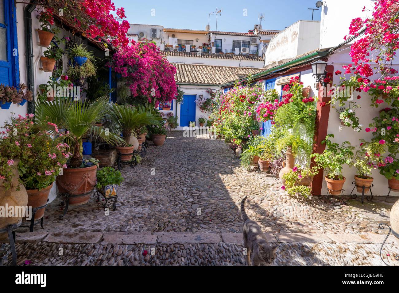 The Courtyards Festival of Córdoba. Many houses of the historic center open their private patios to the public and compete in a contest. Stock Photo