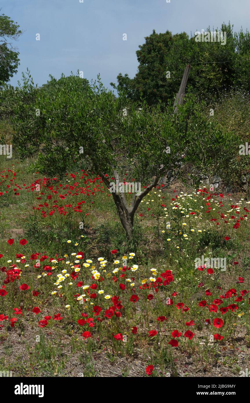 Spring wild poppies in olive grove, Tilos island, Greece, May 2022 ...