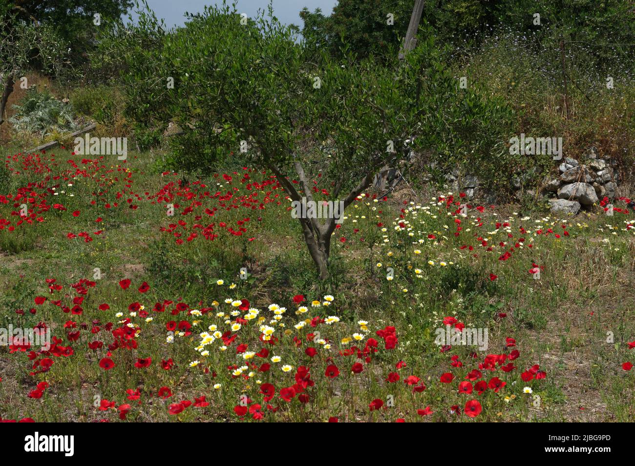 Spring wild poppies in olive grove, Tilos island, Greece, May 2022 ...