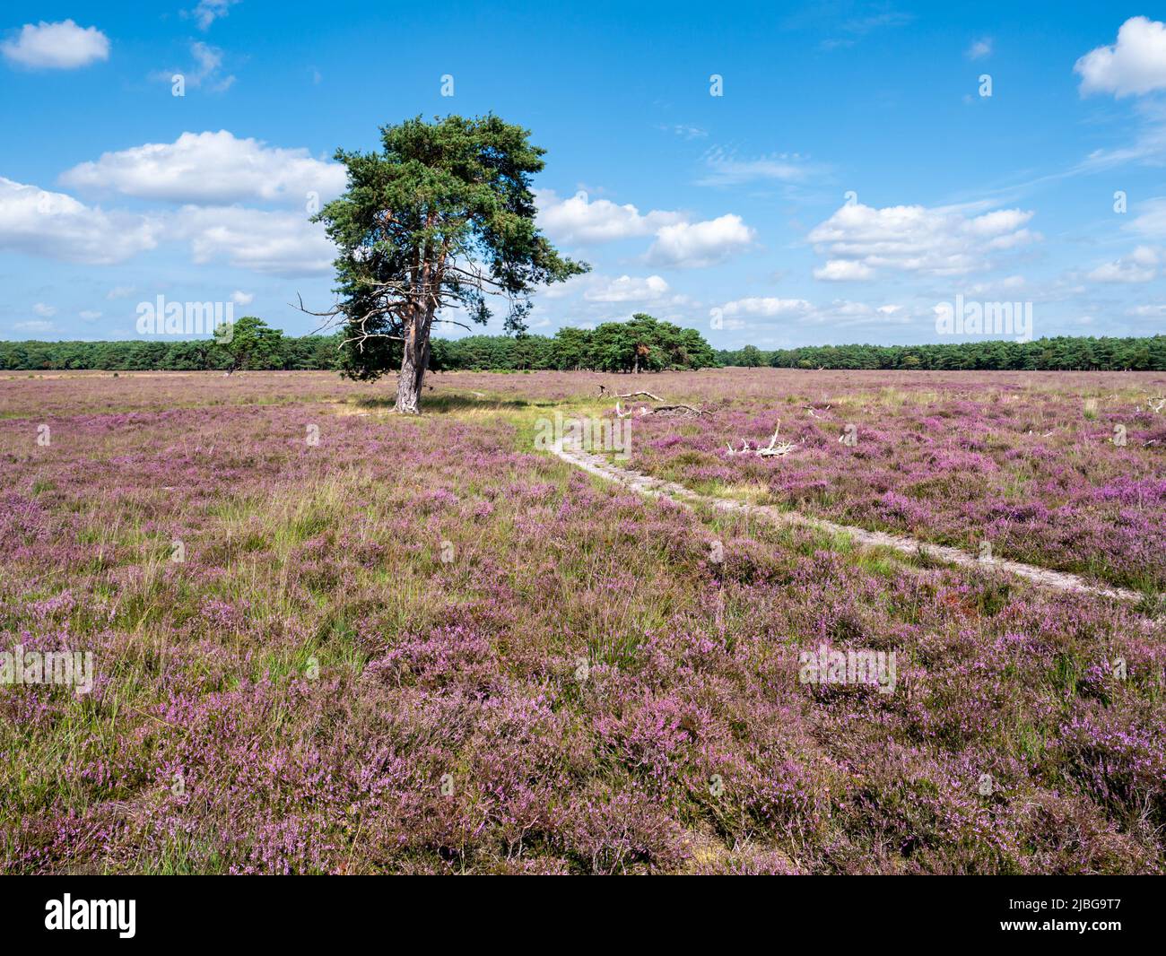 Footpath, pine tree and heather in bloom on Westerheide nature reserve in Gooi, Noord-Holland, Netherlands Stock Photo