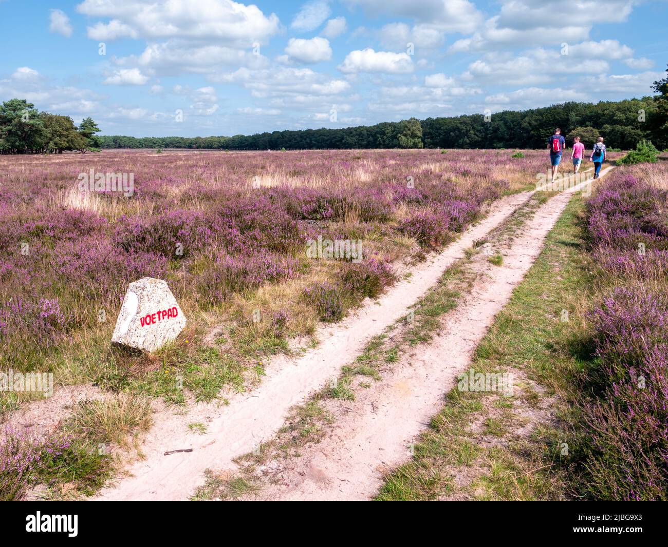 People walking on footpath through blooming heather fields of Westerheide nature reserve in Gooi, Netherlands Stock Photo