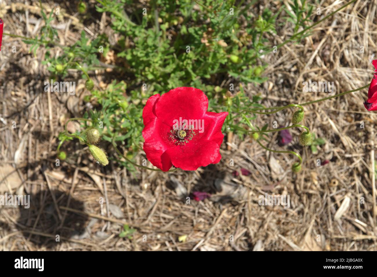 Spring wild poppies in olive grove, Tilos island, Greece, May 2022 ...