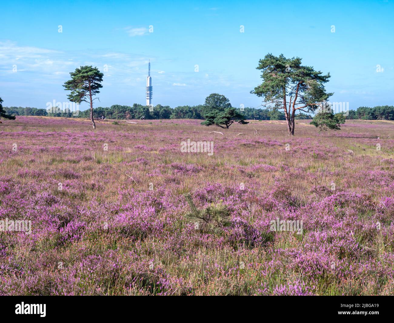 Heather field in bloom on Westerheide heathland in Gooi near Hilversum, Netherlands Stock Photo