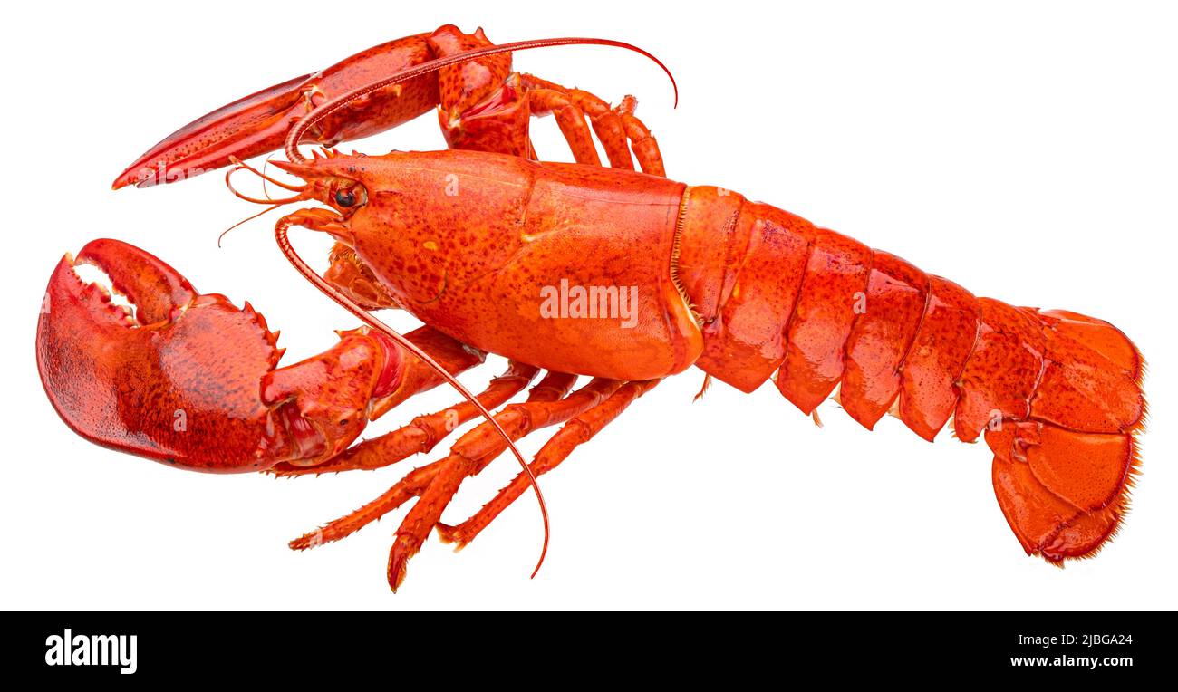 Red lobster isolated on white background, full depth of field Stock Photo