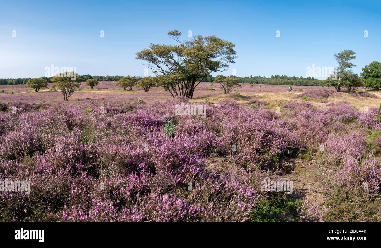 Juneberry trees, Amelanchier lamarkii in field of flowering heather, Zuiderheide heathland, Gooi, Netherlands Stock Photo