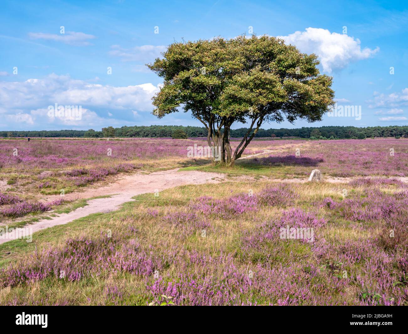 Juneberry, Amelanchier lamarkii, tree, footpath and heather in bloom, heathland Westerheide, Gooi, Netherlands Stock Photo