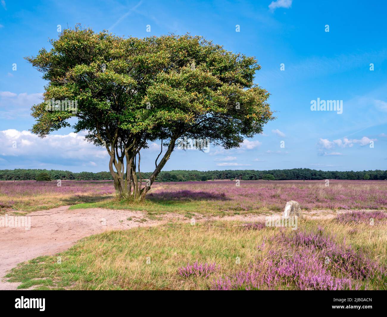 Juneberry, Amelanchier lamarkii, tree, footpath and heather in bloom, heathland Westerheide, Gooi, Netherlands Stock Photo