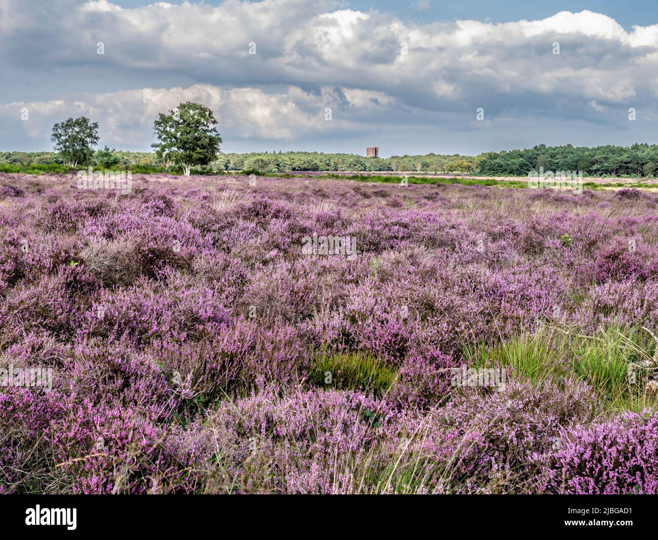 Field of heather in bloom, heathland Westerheide in Gooi, Netherlands Stock Photo