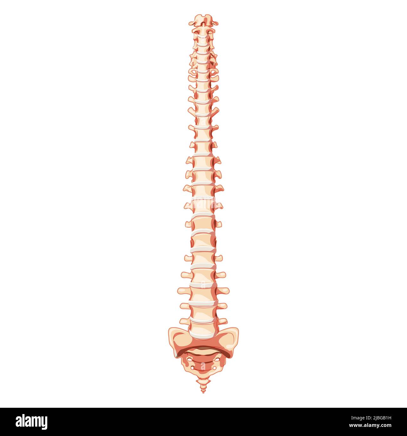 The human vertebral column spine anatomy front Anterior ventral view, with Intervertebral disc. Vector flat realistic concept illustration in natural colors, spine isolated on white background. Stock Vector
