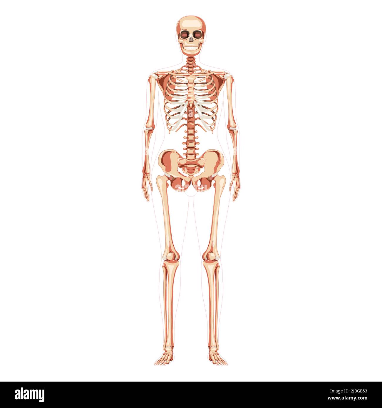 Women Skeleton Human body bones of female concept. Lady front Anterior ventral view. 3D realistic anatomically correct flat girl Vector illustration of anatomy isolated on white Stock Vector