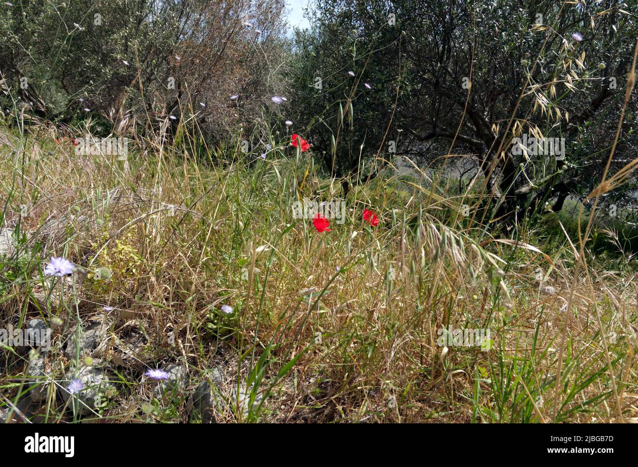 Spring wild poppies in olive grove, Tilos island, Greece, May 2022 ...