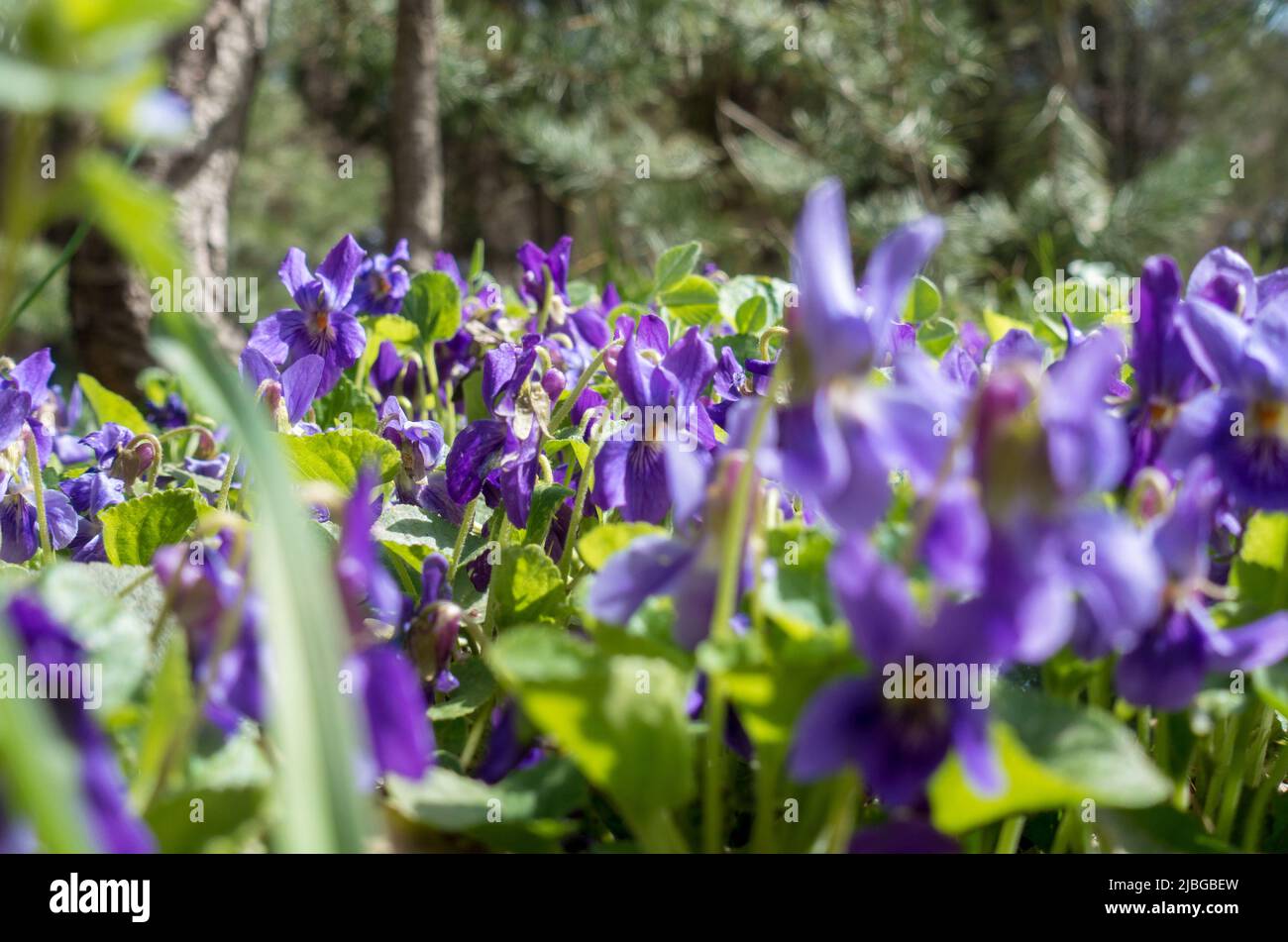 Spring flowers. Violet violets flowers bloom in the spring forest. Viola odorata Stock Photo
