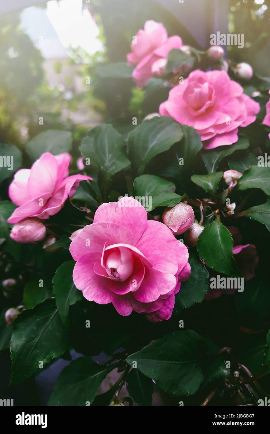 Pink roses close up. Home flower impatiens balsamina. Growing plant in garden. Horticulture and household plants. Stock Photo