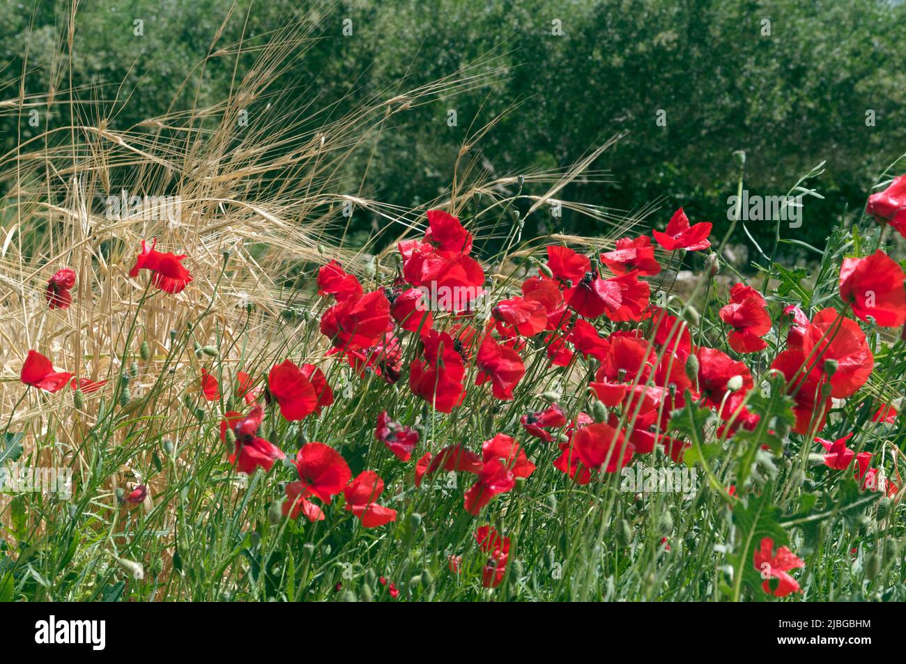 Spring wild poppies in olive grove, Tilos island, Greece, May 2022 ...