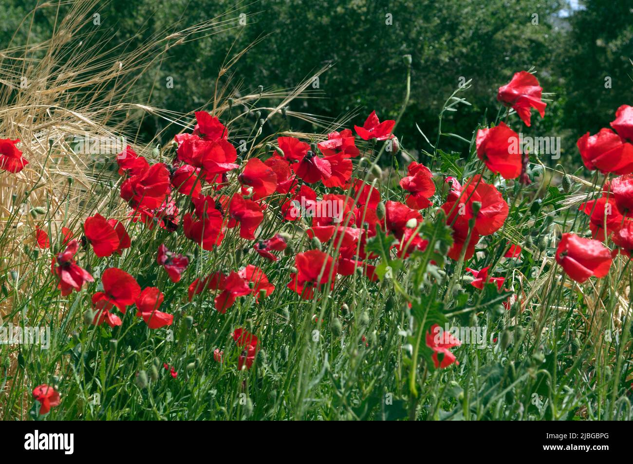 Spring wild poppies in olive grove, Tilos island, Greece, May 2022 ...