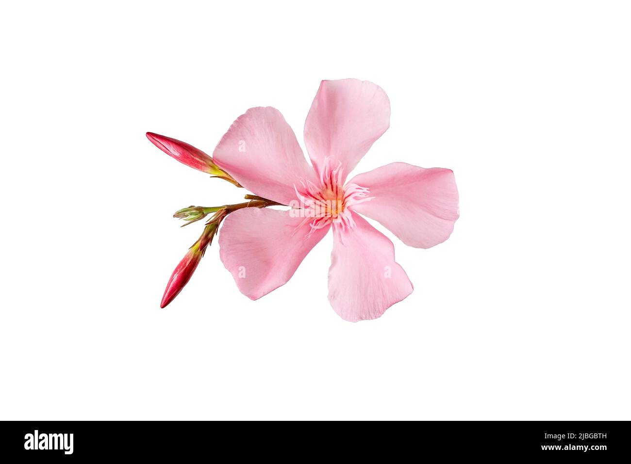 pink oleander flower and leaves isolated on white background Stock Photo