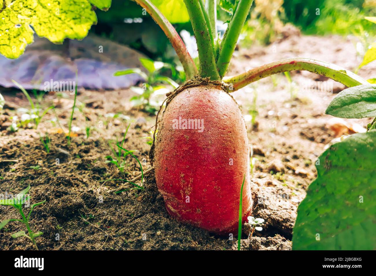 Fresh radishes grow in soil. Growing plants in a vegetable garden. Bio