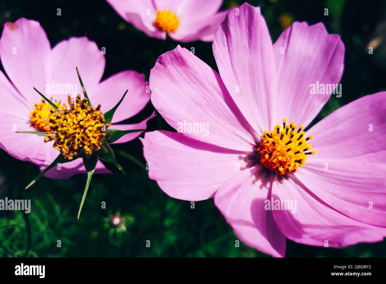 Pink flower Cosmea or Cosmos bipinnatus close-up. Growing plants in the home garden. Summer background. Stock Photo