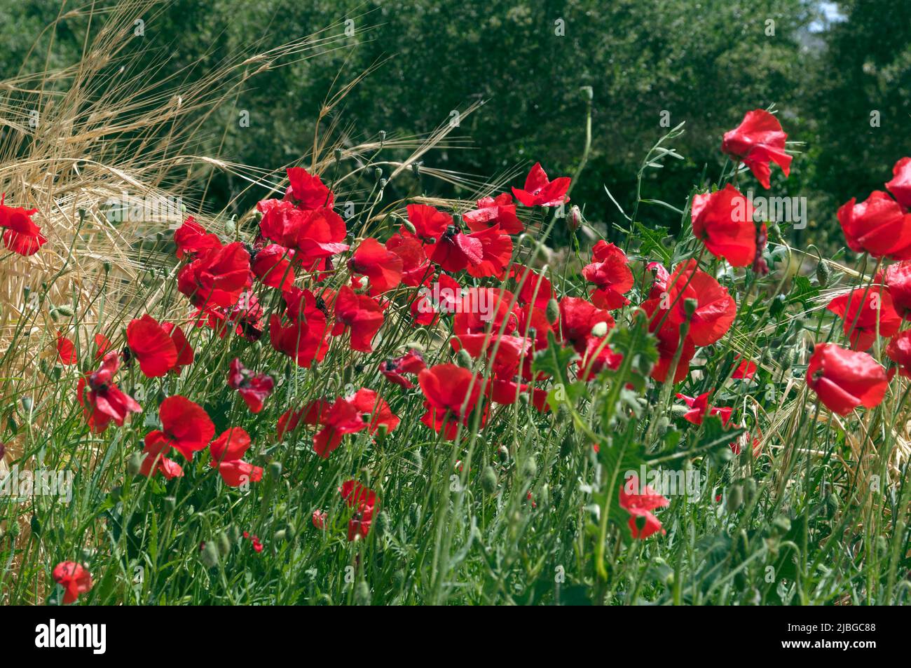 Spring wild poppies in olive grove, Tilos island, Greece, May 2022 ...
