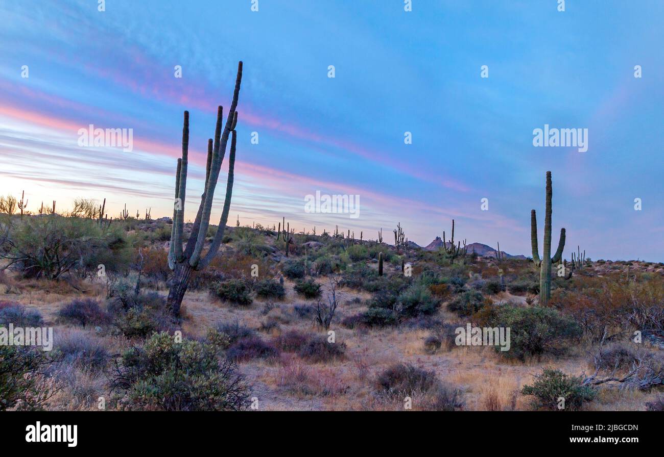Desert Sunrise Landscape With Cactus In Scottsdale, AZ Stock Photo