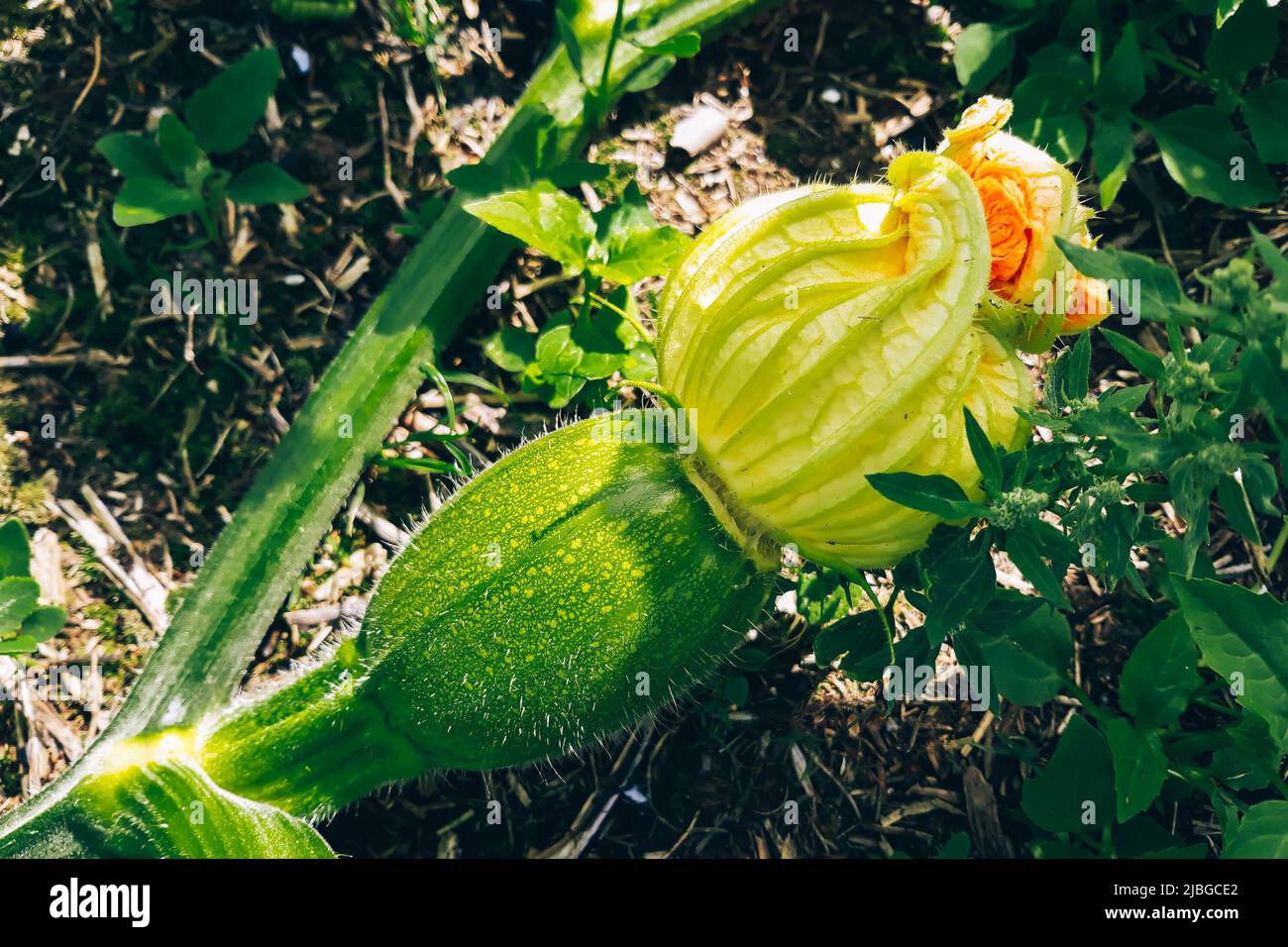 Growing zucchini in a greenhouse. Young fresh green vegetables close up