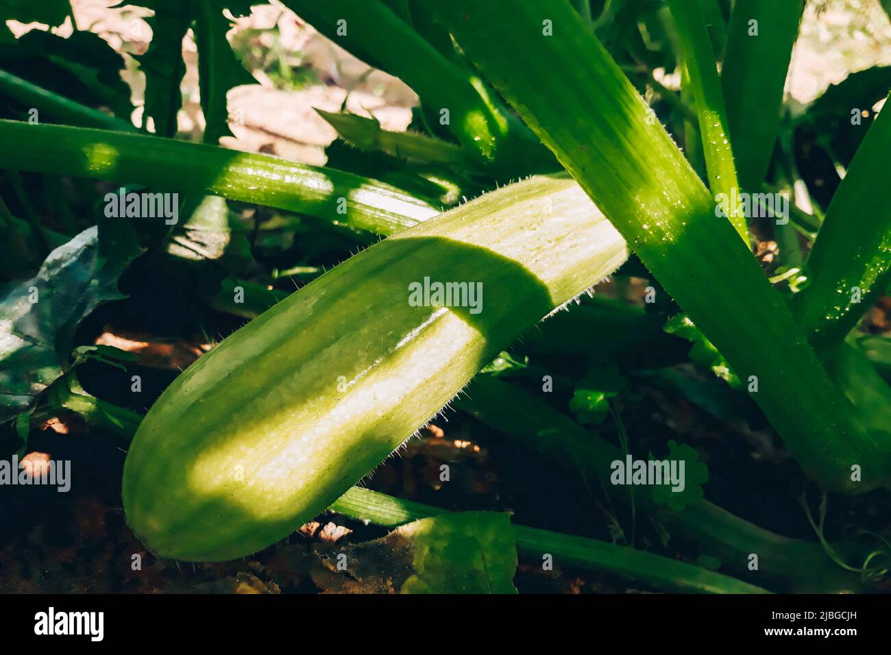 Growing zucchini in a greenhouse. Young fresh green vegetables close up