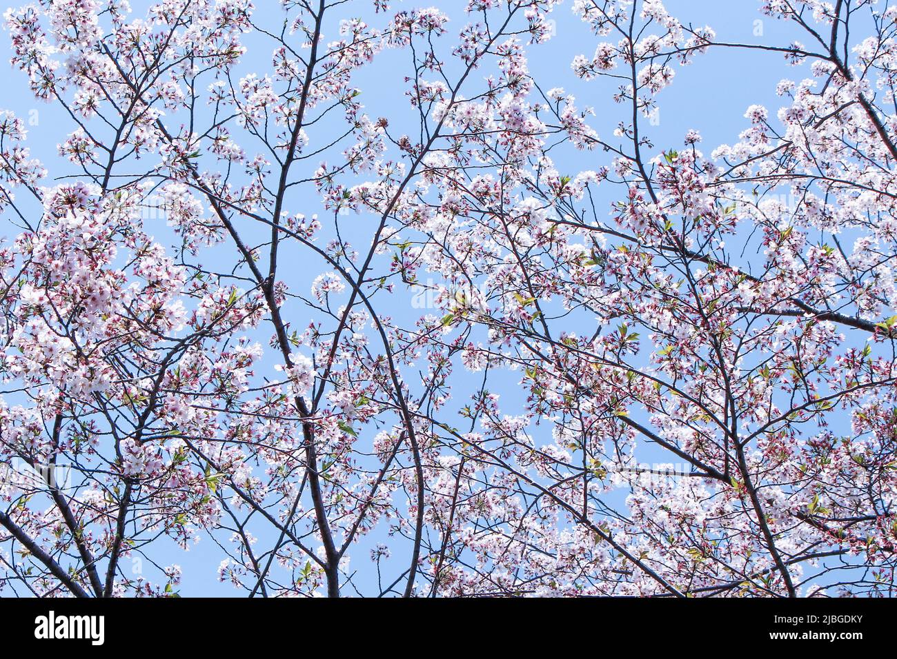 Beautiful cherry blossom (sakura) in blue sky in Kumamoto, Japan Stock Photo