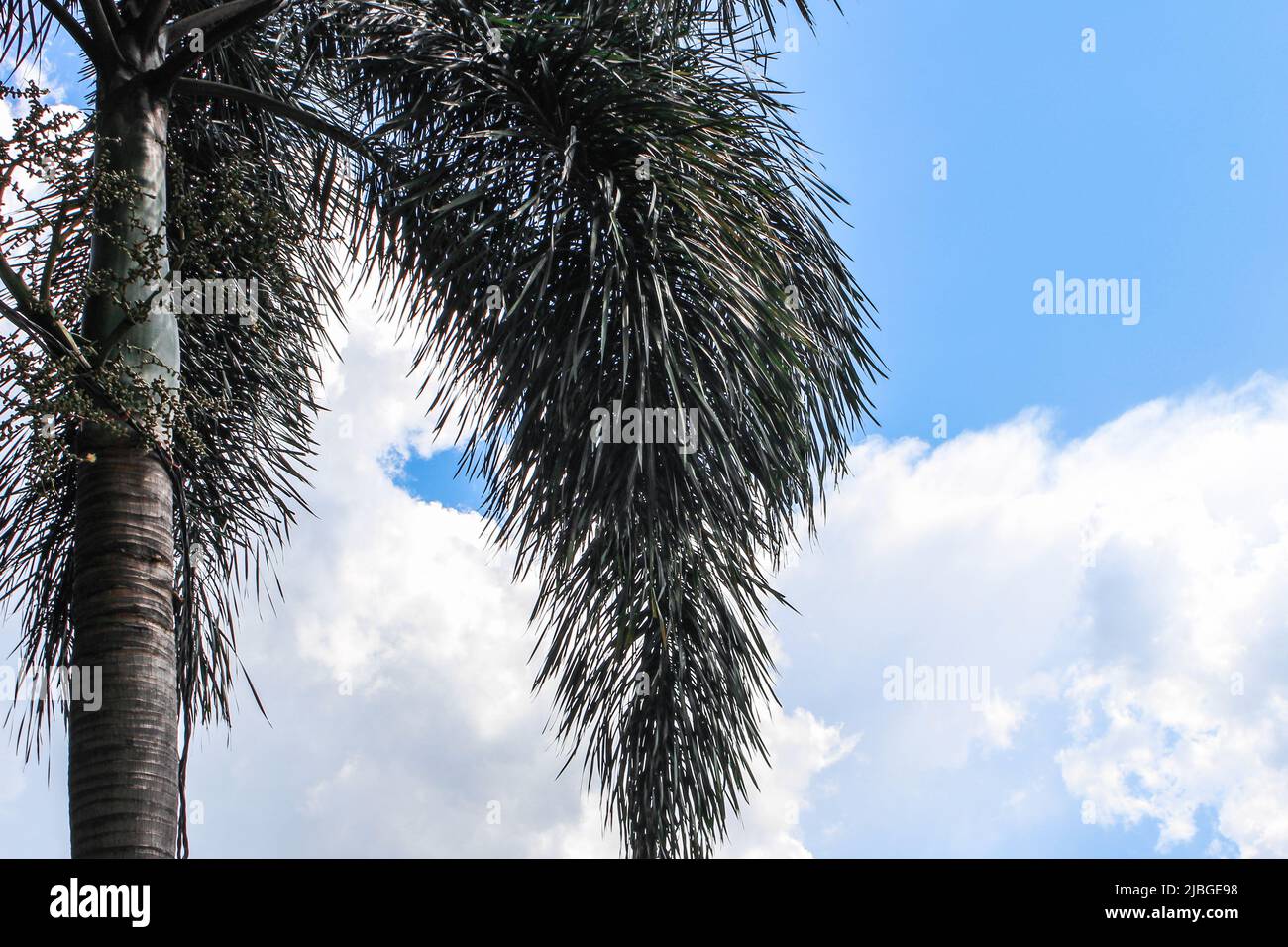 Close up of palm tree in blue sky background Stock Photo - Alamy