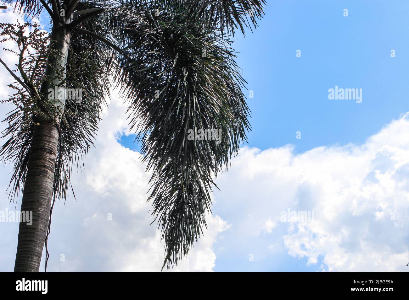 Close up of palm tree in blue sky background Stock Photo - Alamy