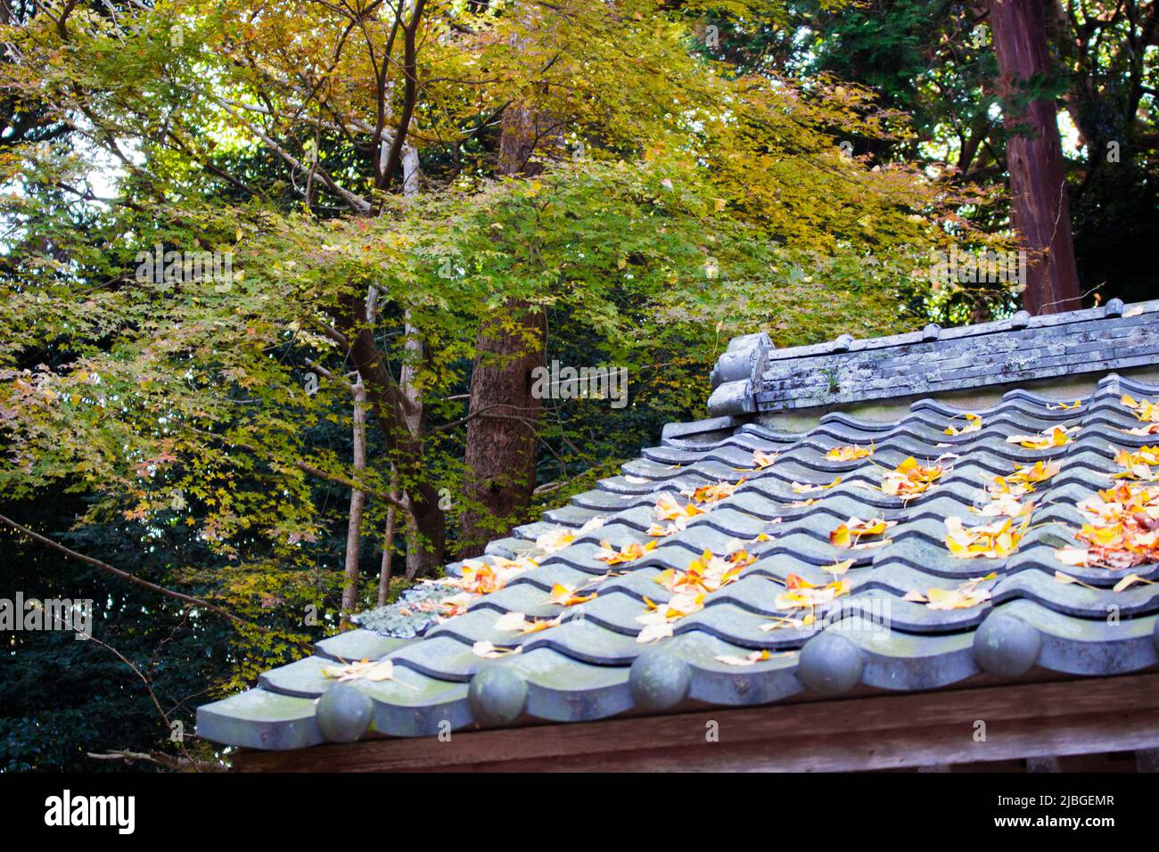 The roof with Japanese tiles (kawara) in autumn, Japan. There are maple leaves on the roof in image. Stock Photo