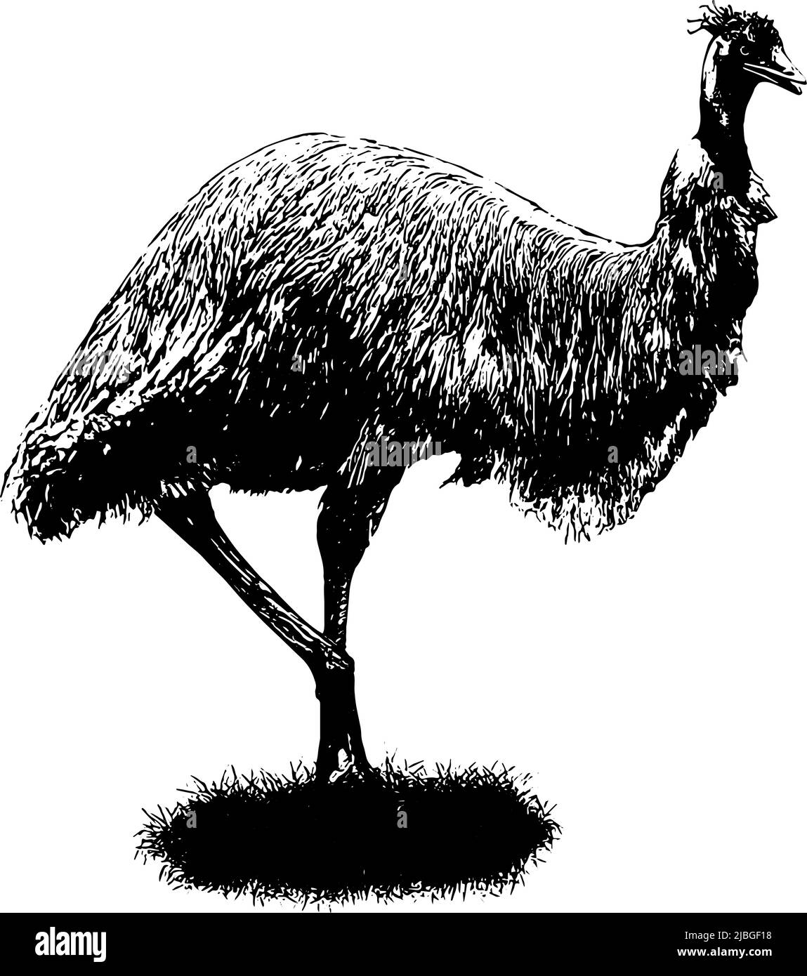 Emu vector illustration in black on white background Stock Vector