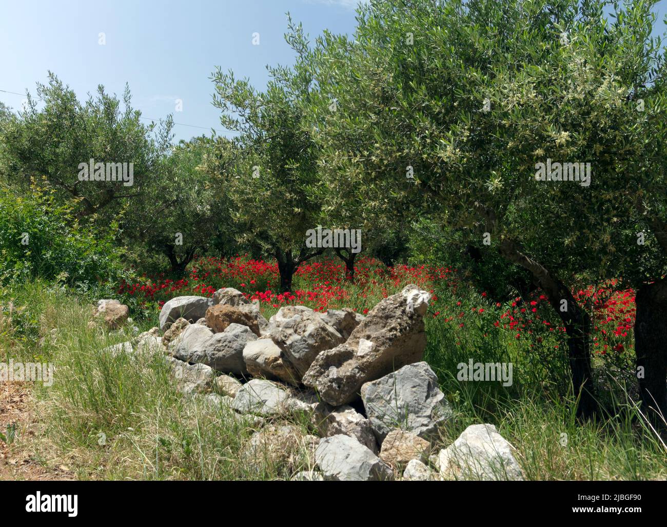 Spring wild poppies in olive grove, Tilos island, Greece, May 2022 ...